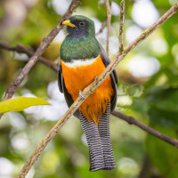 Collared Trogon